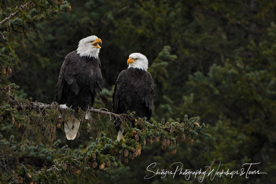 Bald eagle mated pair perched