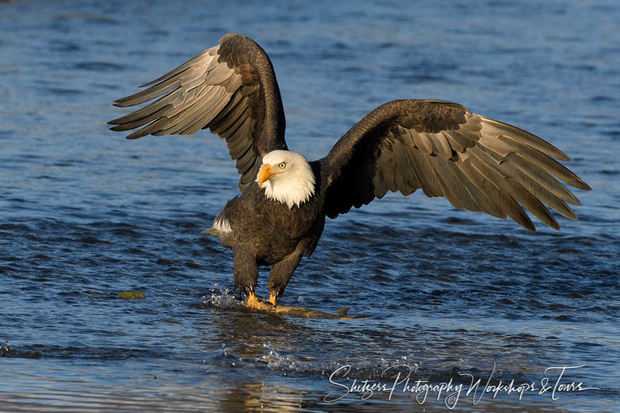 Bald eagle on a fish with wings out