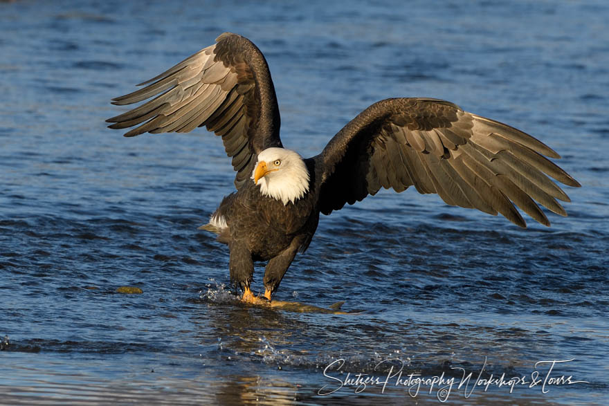 Bald eagle on a fish with wings out 20161030 115541