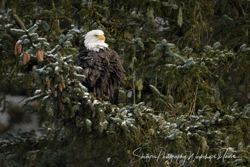 Bald eagle perched in a sitka spruce