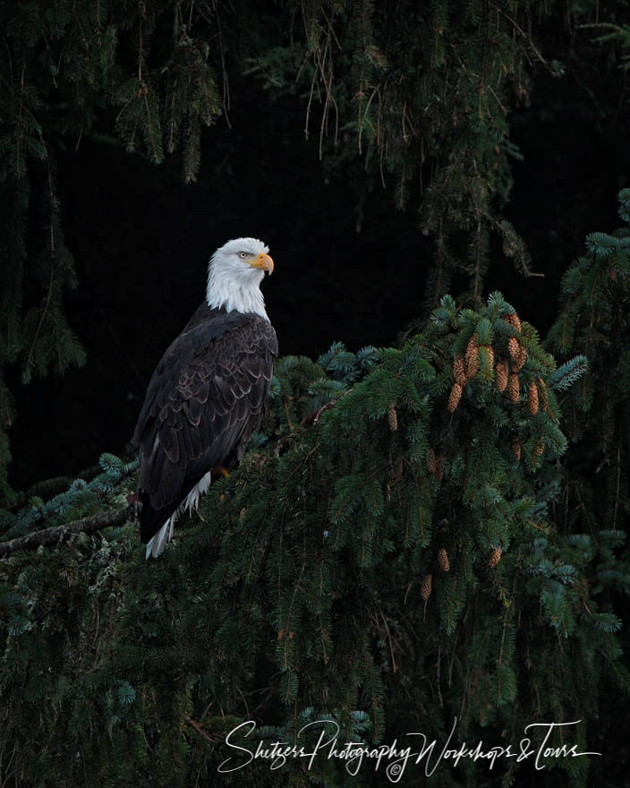 Bald eagle perched in evergreen