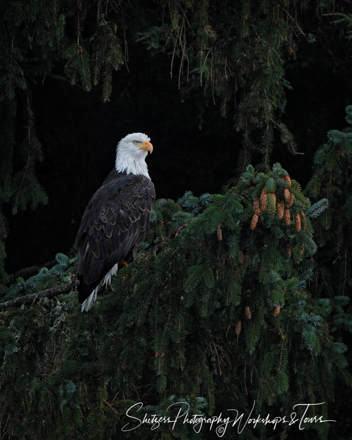 Eagles and Evergreens