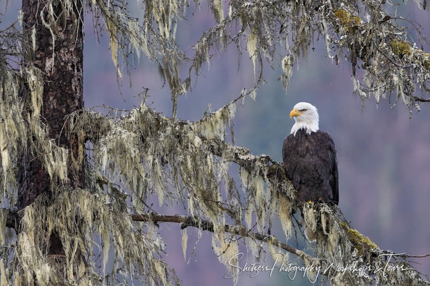 Bald eagle perched in mossy tree