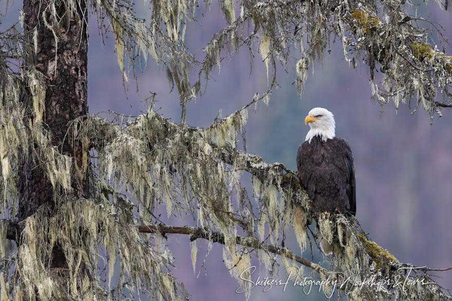 Bald eagle perched in mossy tree 20161115 160319