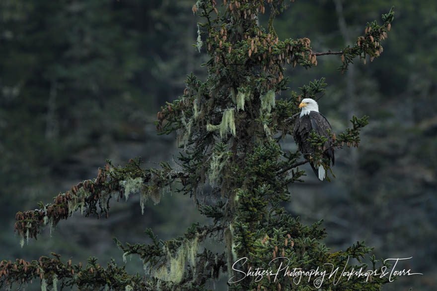 Bald eagle perches in evergreen