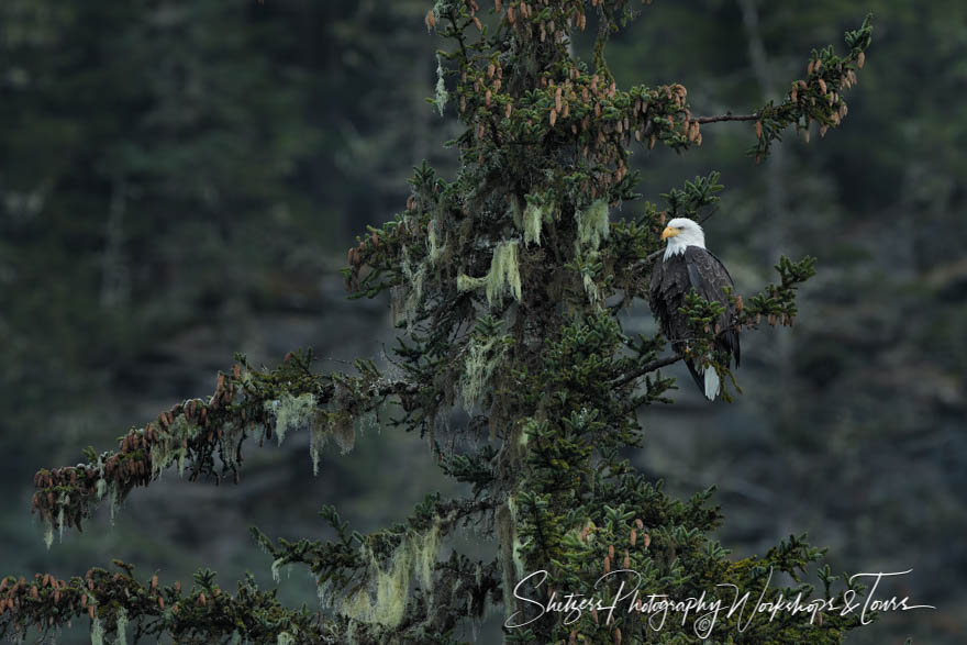 Bald eagle perches in evergreen 20161116 173322