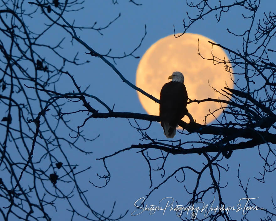 Bald eagle perches with full moon