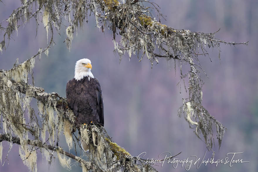 Bald eagle photo in mossy tree with magenta background