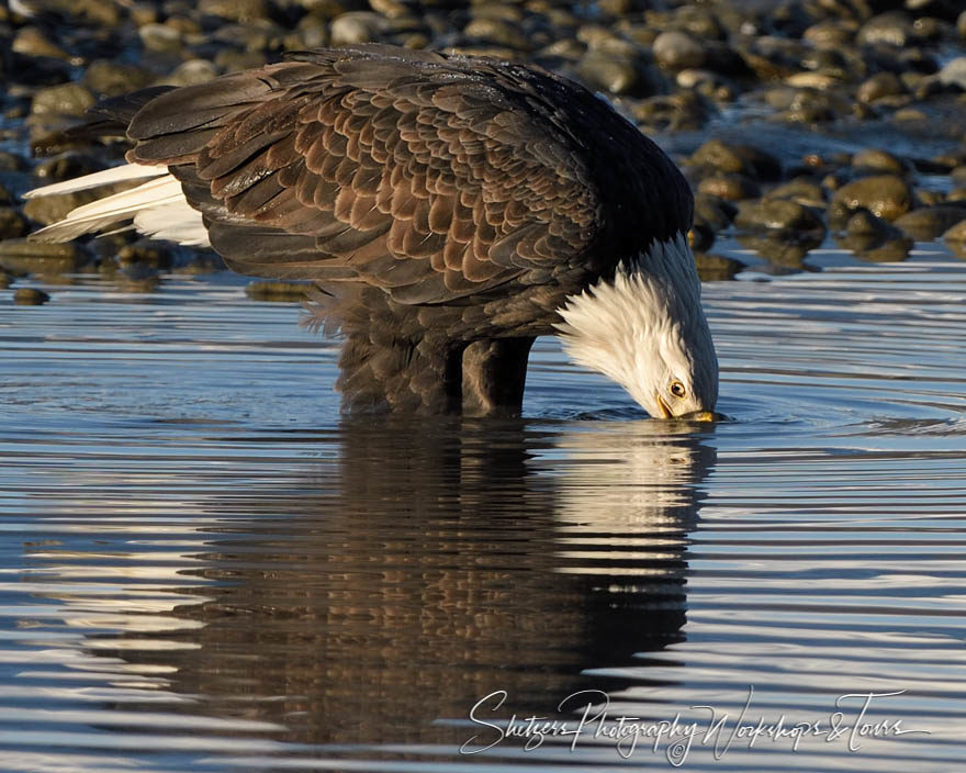 Bald eagle reflections