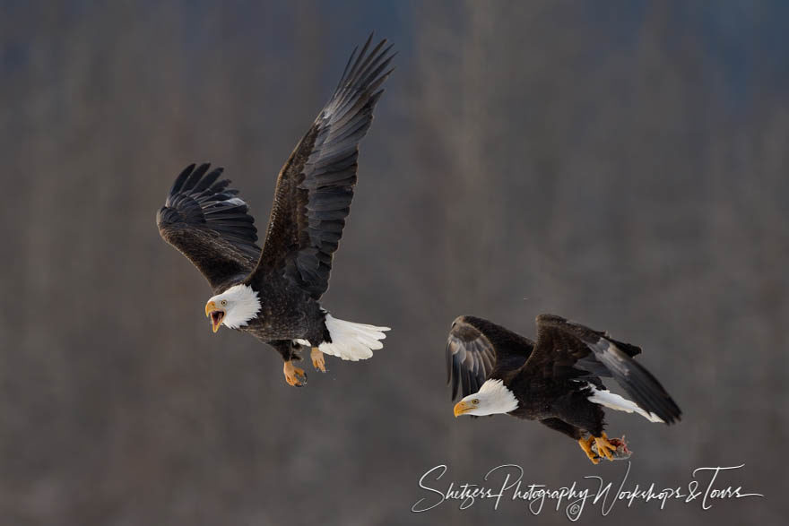 Bald eagle screams in flight