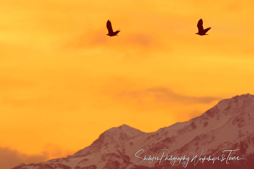 Bald eagle silhouettes over mountains and orange sunrise