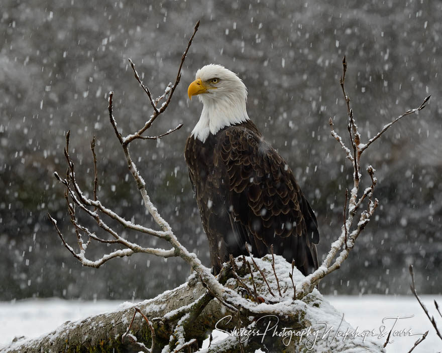 Bald eagle sits on snowy tree stump