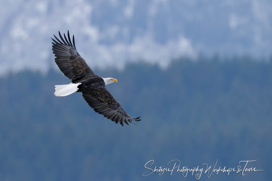 Bald eagle soars over wilderness