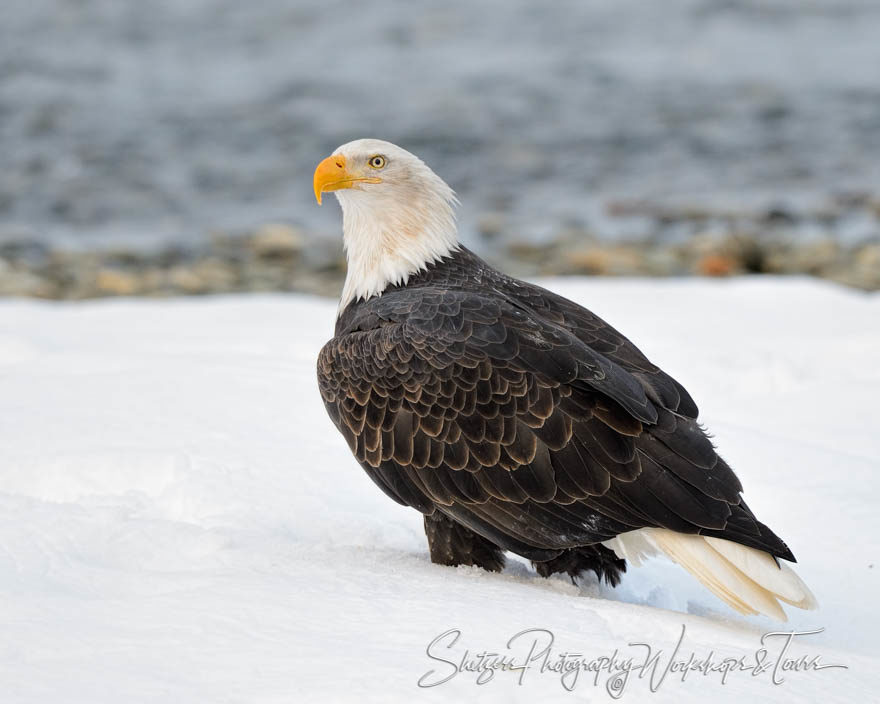 Bald eagle standing in snow near water