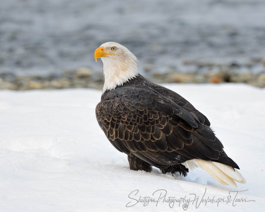 Bald eagle standing in snow near water 20121117 115138
