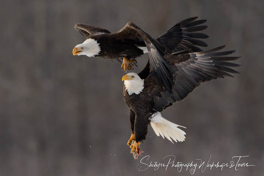 Bald eagle steals salmon