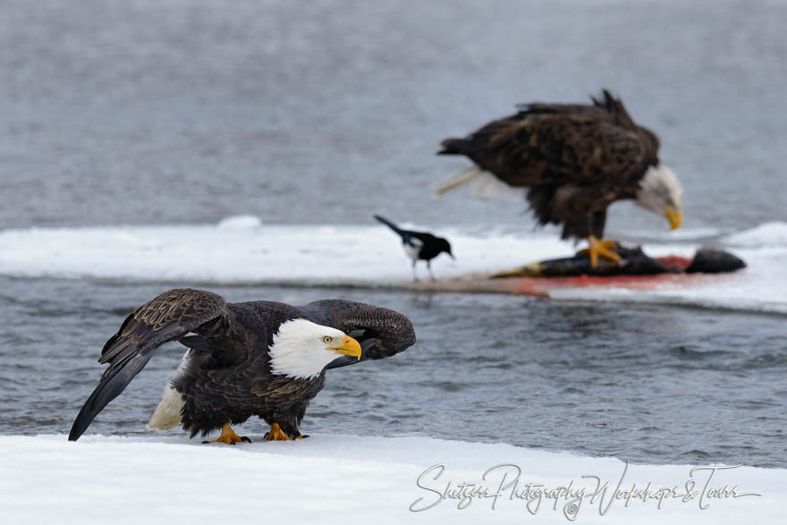 Bald eagle take-off