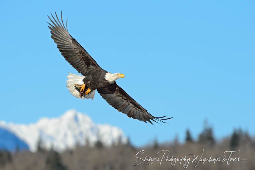 Bald eagle takes flight with snowy mountains in the background