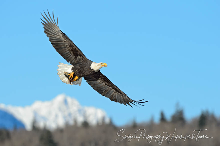 Bald eagle takes flight with snowy mountains in the background 20131108 101317