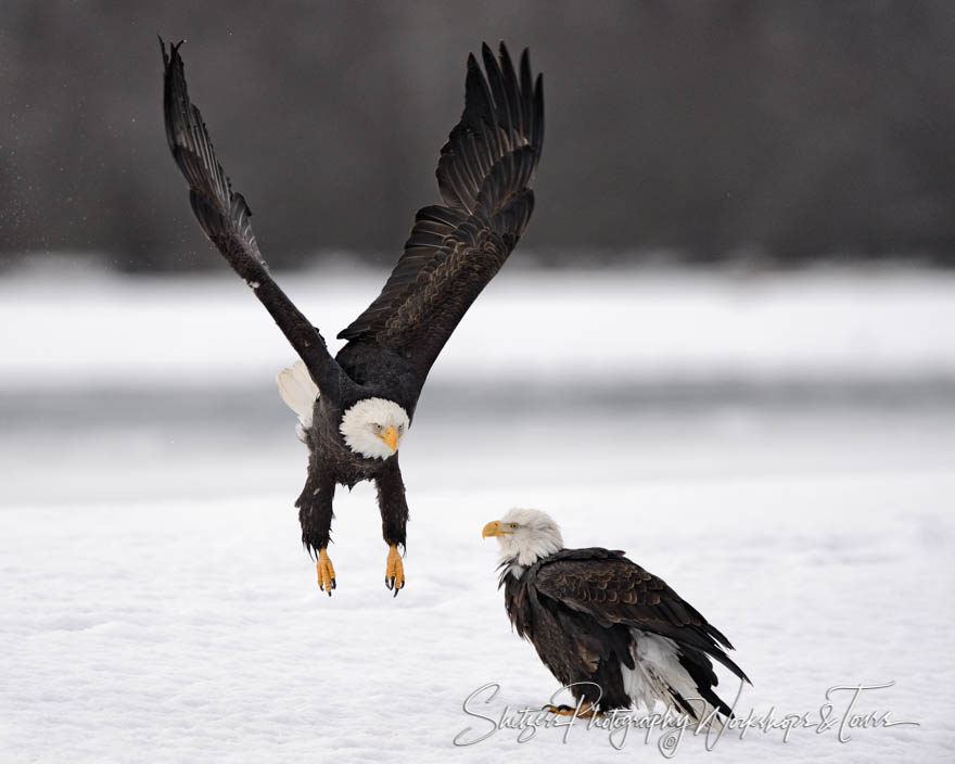 Bald eagle takes of in flight