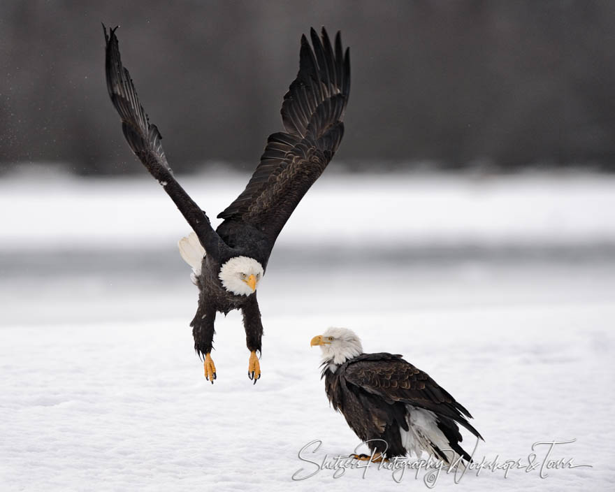Bald eagle takes of in flight 20151126 135419