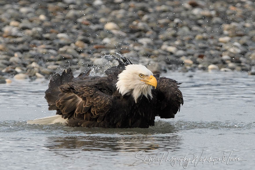 Bald eagle taking a bath