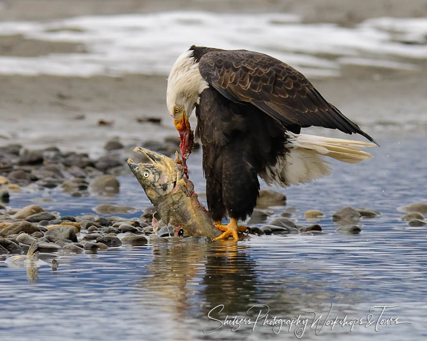 Bald eagle tears apart salmon