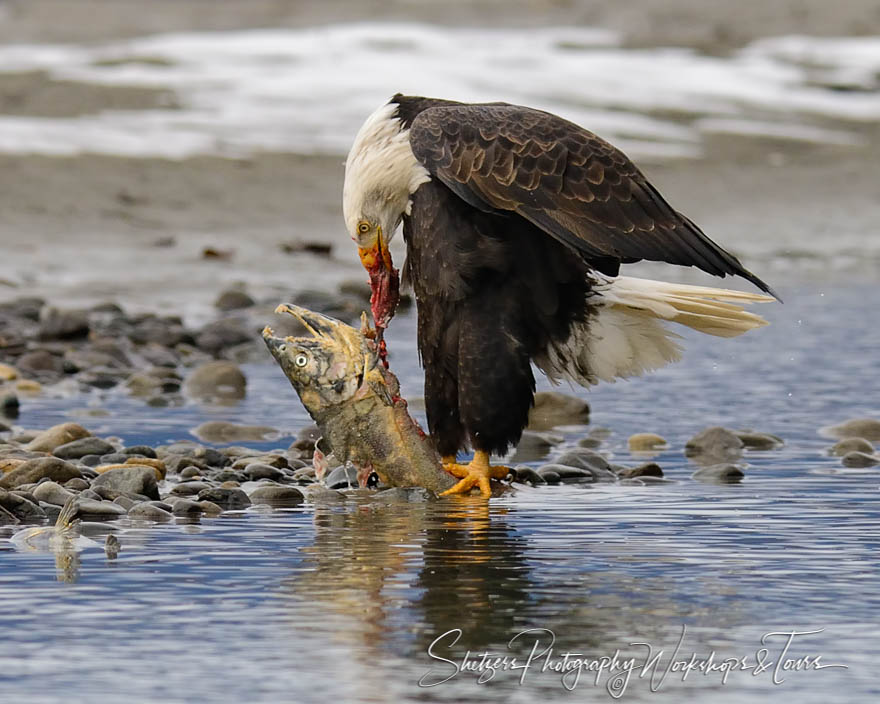 Bald eagle tears apart salmon 20151107 162105