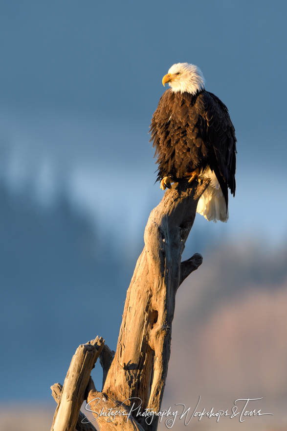 Bald eagle viewing – On a perch with warm light
