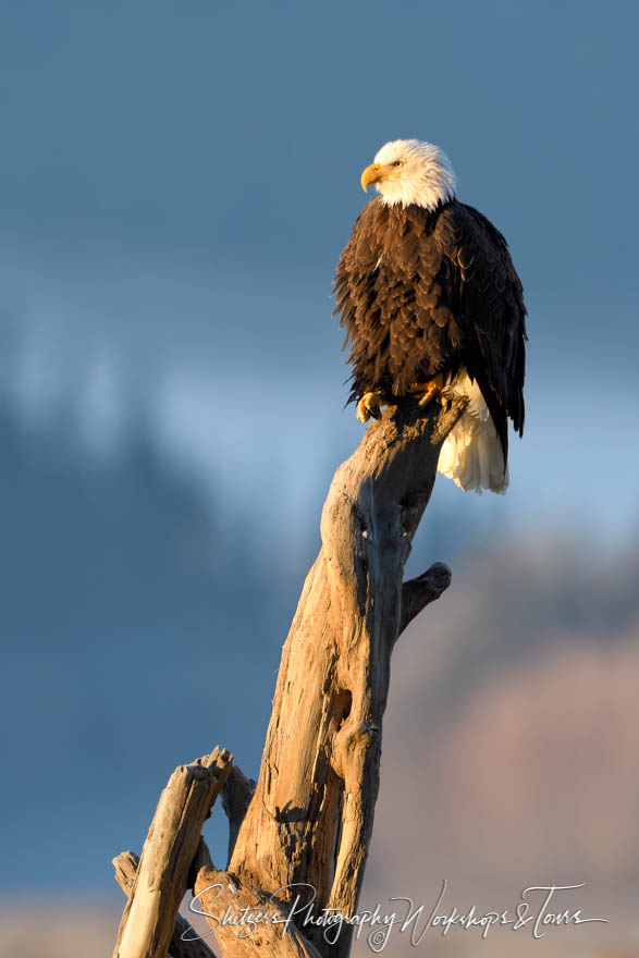 Bald eagle viewing On a perch with warm light 20161030 111555
