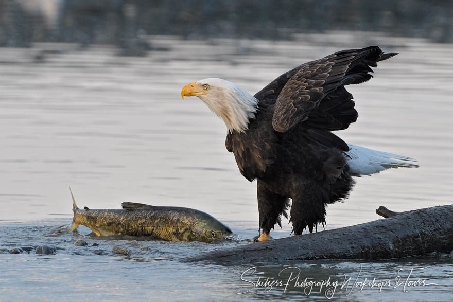 Bald eagle with a salmon