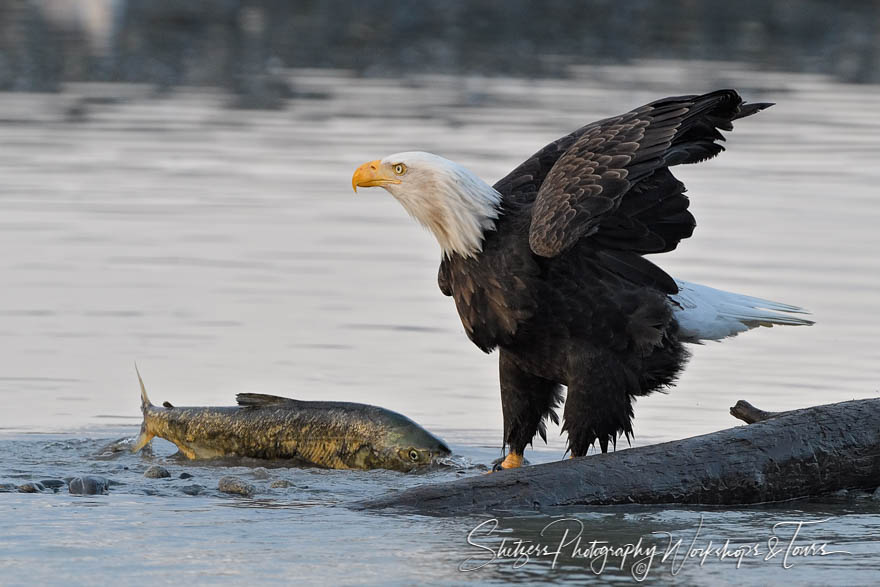 Bald eagle with a salmon 20161115 122439