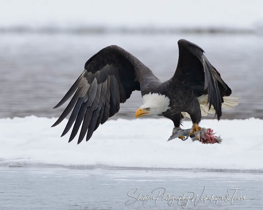 Bald eagle with fish