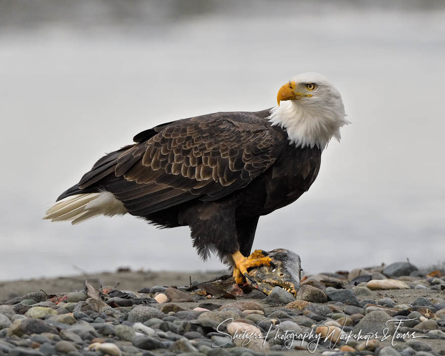 Bald eagle with fish head in its talon