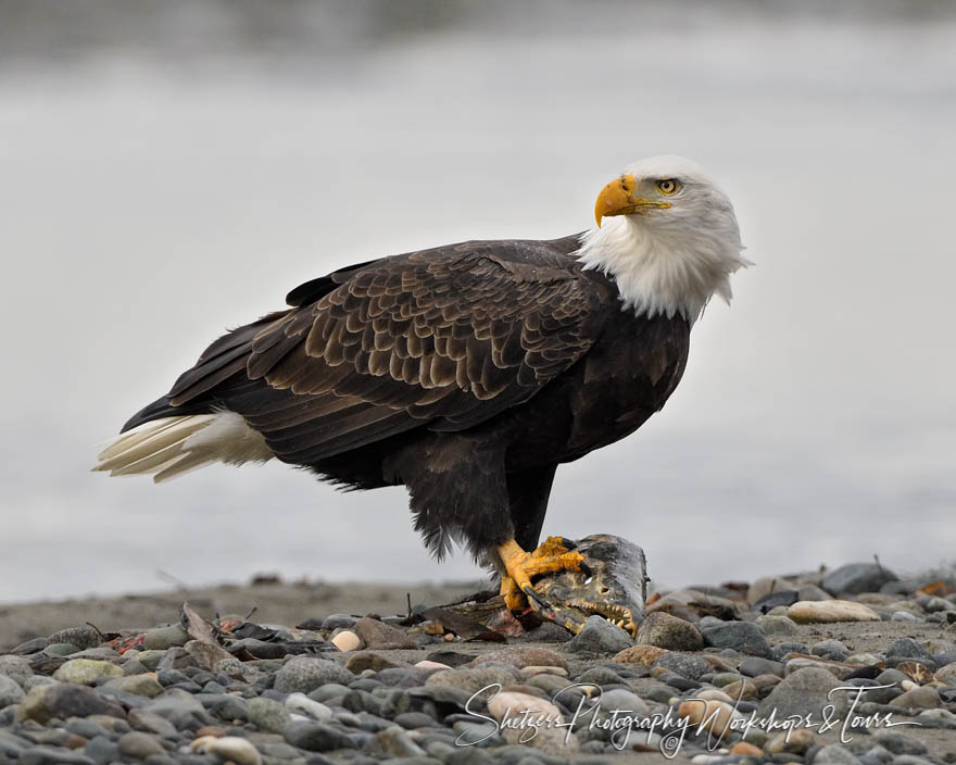 Bald eagle with fish head in its talon 20161114 133910