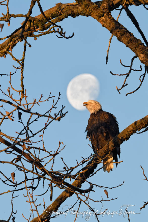 Bald eagle with full moon perched