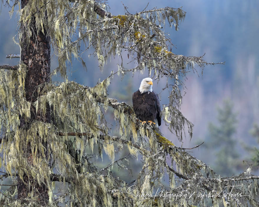 Bald eagle with mossy tree in Alaska