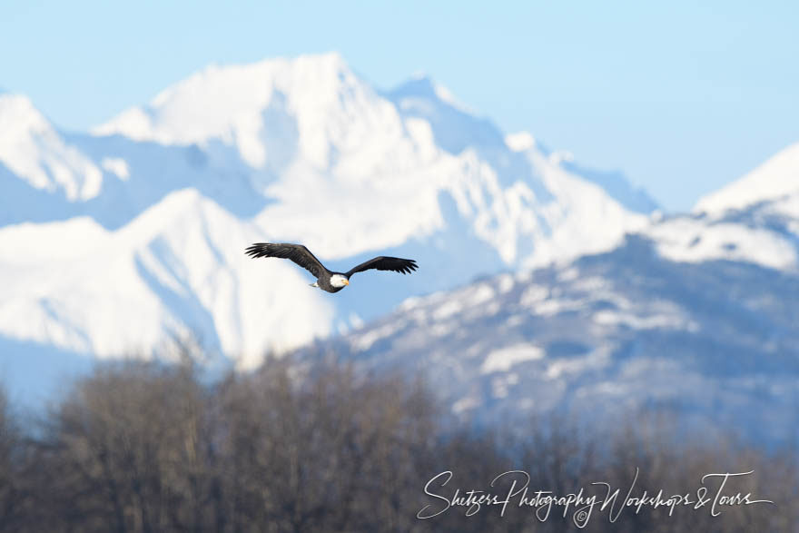 Bald eagle with rugged snowy mountains
