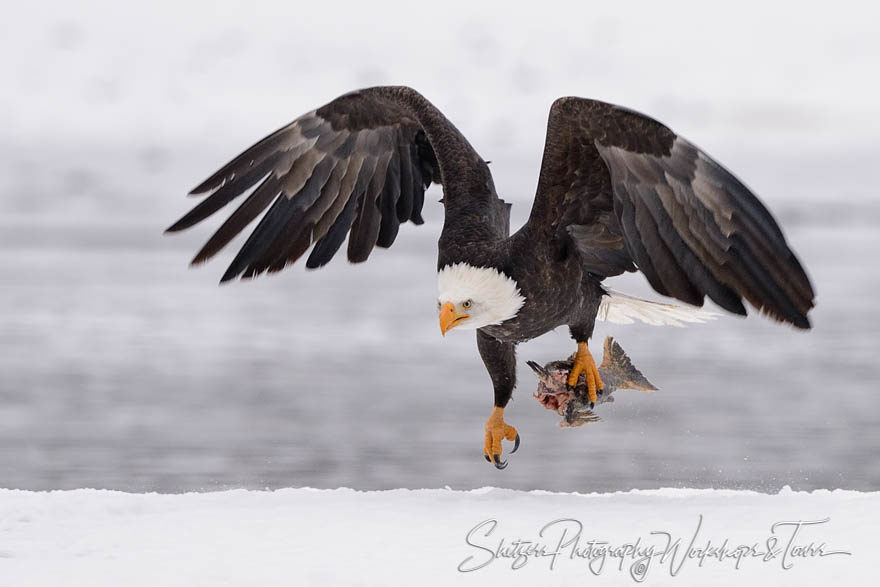 Bald eagle with salmon tail