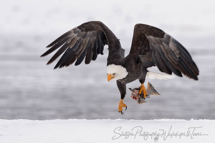 Bald eagle with salmon tail 20151127 101104