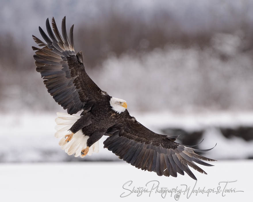 Bald eagle with snowy background
