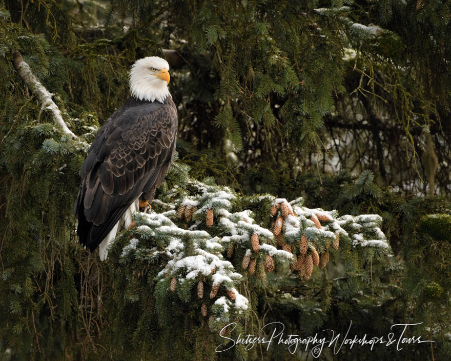 Bald eagle with snowy evergreen