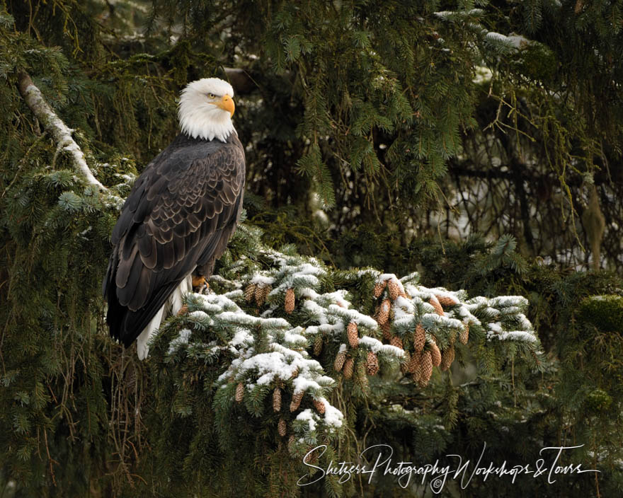 Bald eagle with snowy evergreen 20161123 153934