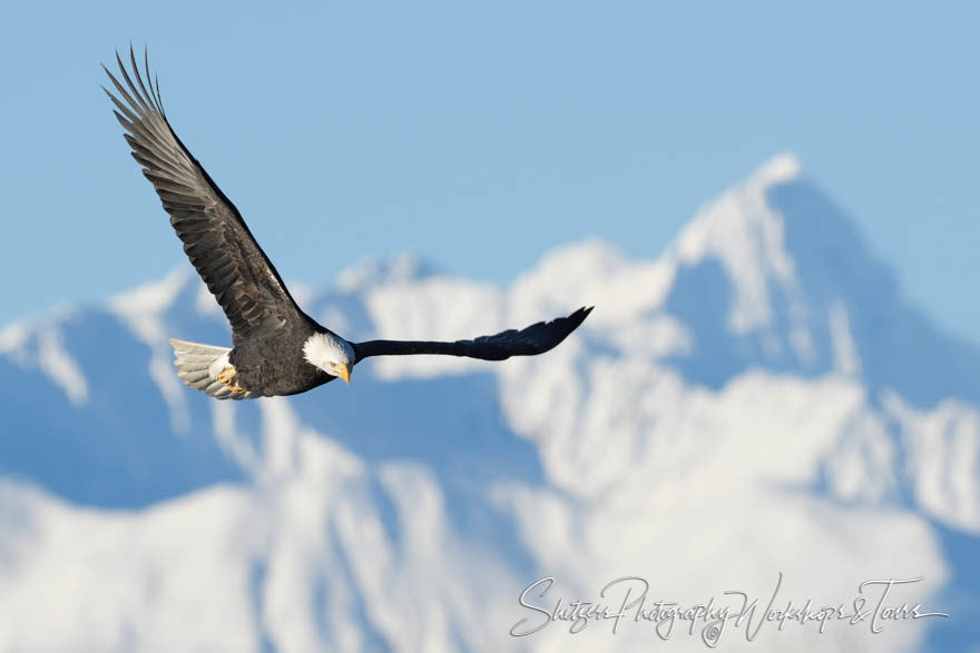 Bald eagle with snowy mountains
