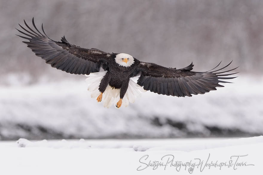 Bald eagle with wings out and snowy background