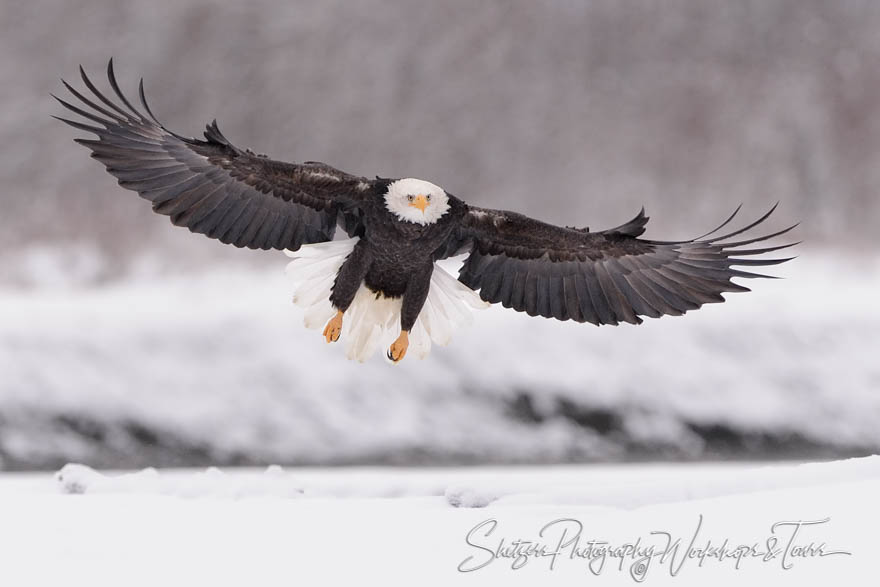 Bald eagle with wings out and snowy background 20151116 111248