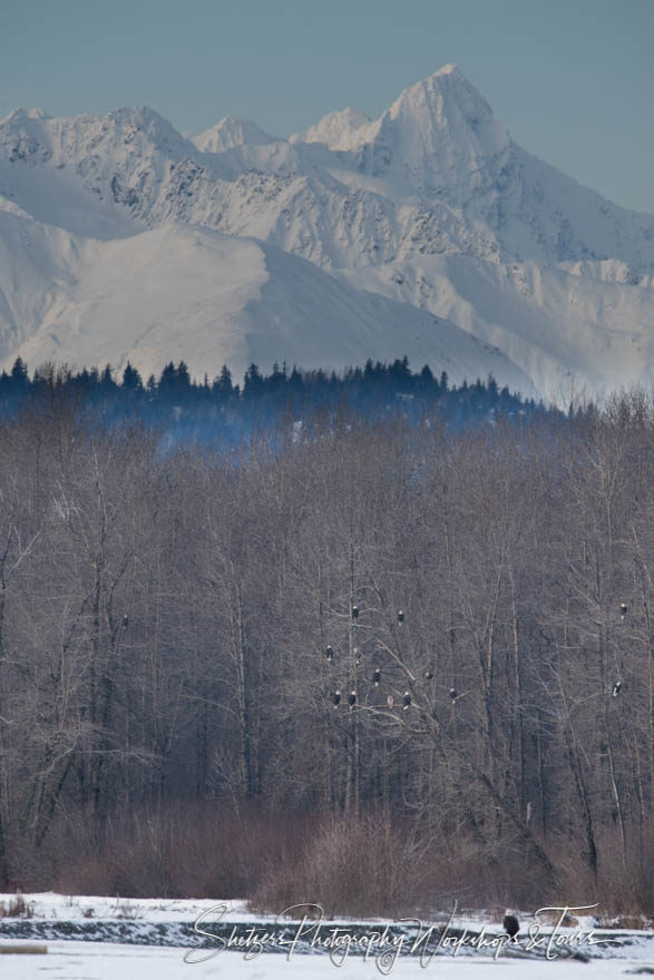 Bald eagles and Alaskan mountains