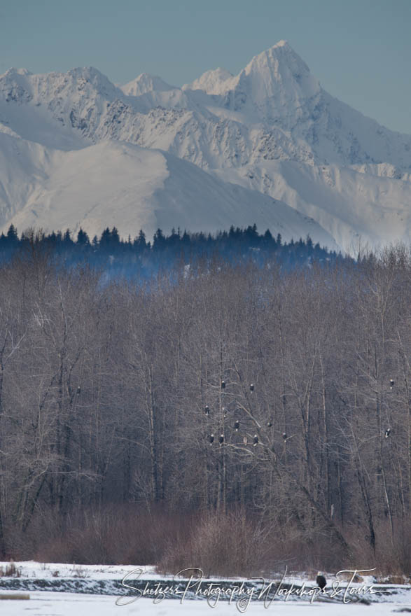 Bald eagles and Alaskan mountains 20151125 100241