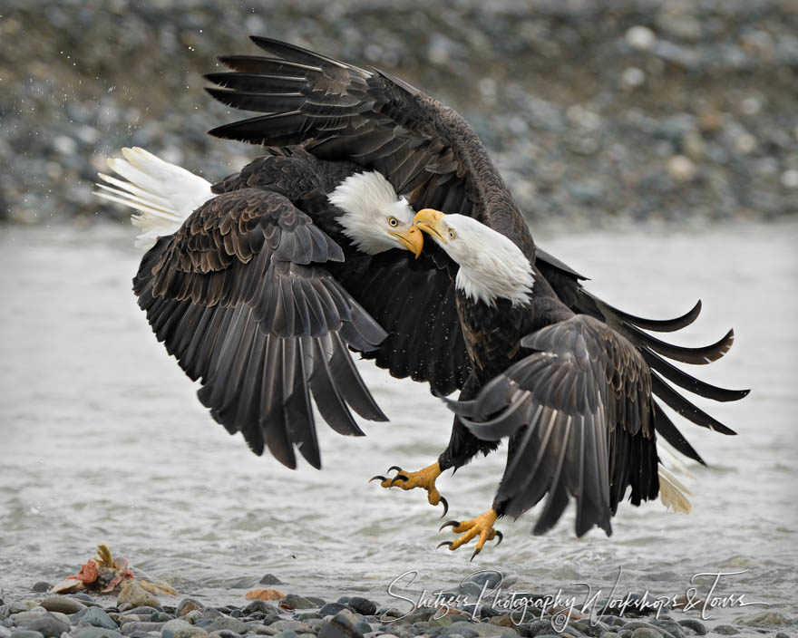 Bald eagles attack close-up