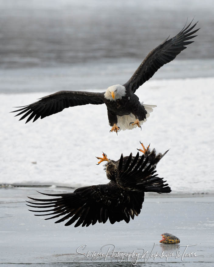 Bald eagles attack each other in flight